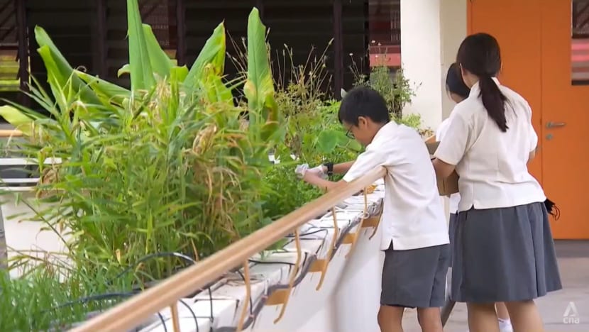 Panel suria atas bumbung, kebun hidroponik: Pendidikan iklim mendapat sambutan di sekolah-sekolah Singapura Panel suria atas bumbung, kebun hidroponik: Pendidikan iklim mendapat sambutan di sekolah-sekolah Singapura