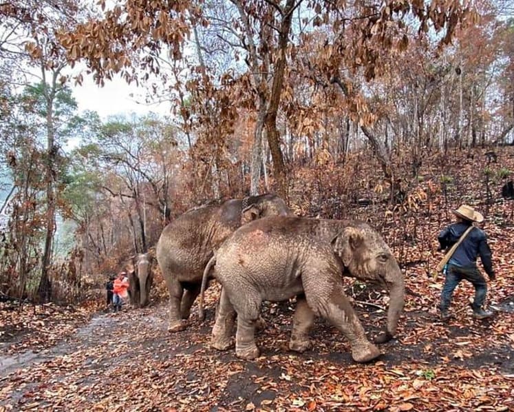 COVID-19: Jobless Thai elephants make long trek home as tourists disappear