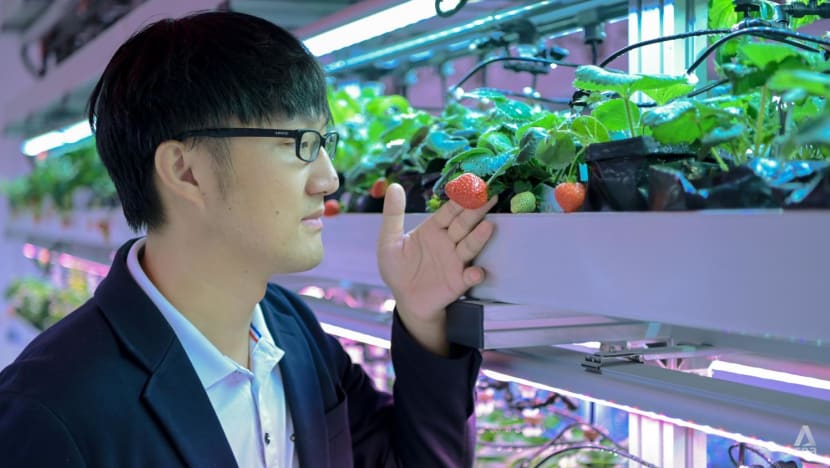 Genetik dan AI: Penggunaan teknologi berhasil dalam penanaman strawberi di Singapura Genetik dan AI: Penggunaan teknologi berhasil dalam penanaman strawberi di Singapura