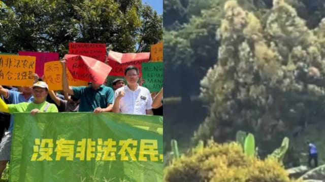 逾千棵榴梿树被砍伐 马国彭亨州数百农民举大字报抗议