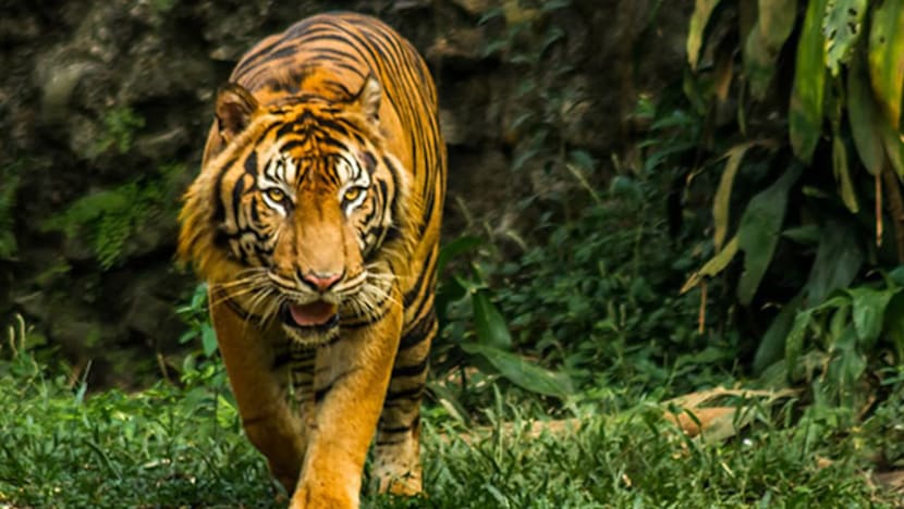 Viral isu pakan harimau Ragunan dikorupsi petugas, Gubernur Pramono bantah