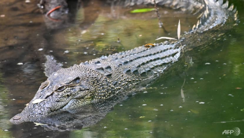 Croc sg discount
