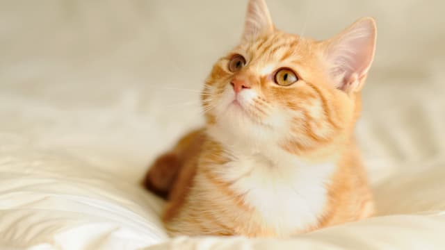 超过八成公众认为宠物猫应植入微芯片 饲主也需申请执照
