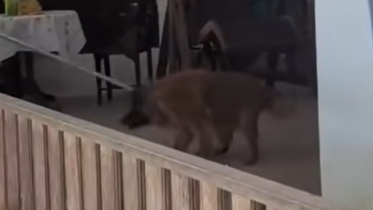 Dog removed from Seletar farm in trapping operation dies one week after capture