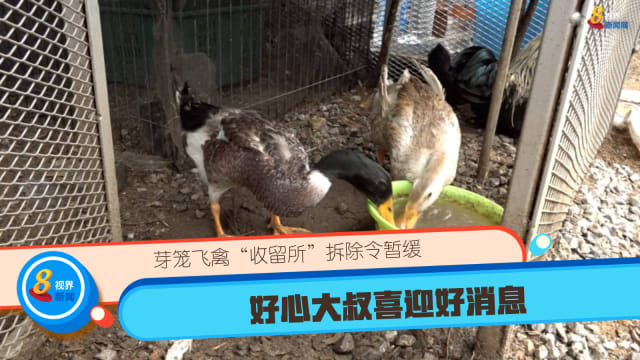芽笼飞禽“收留所”拆除令暂缓 好心大叔喜迎好消息