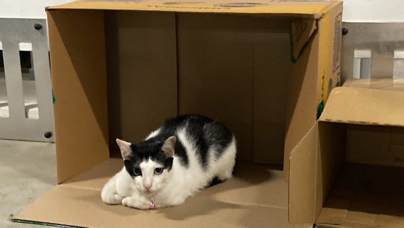 HDB terima lebih 1,500 aduan berkaitan kucing setiap tahun HDB terima lebih 1,500 aduan berkaitan kucing setiap tahun