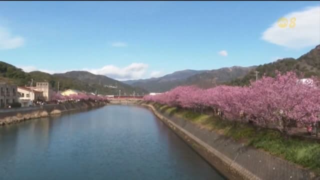 日本静冈县河津樱花早春盛开 游客流连忘返