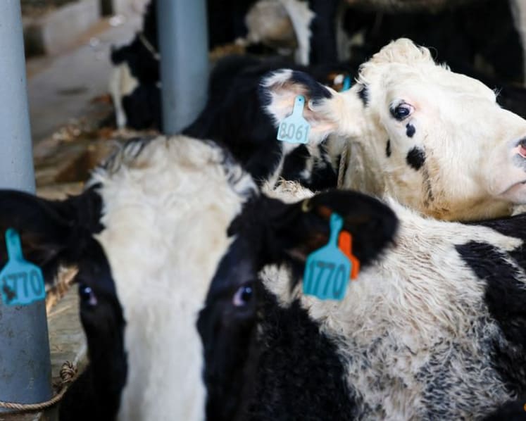 Indonesia imports 1,300 cows from Australia in ambitious dairy plan