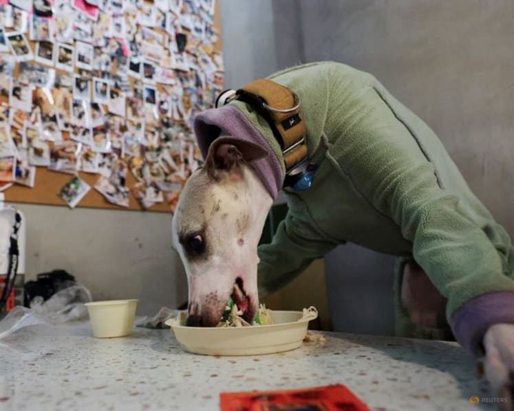 Why China still lacks an animal cruelty law despite growing public pressure