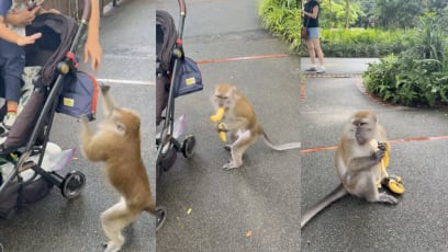 Monkey Steals Woman’s Bananas At S'pore Zoo, Gets Fat-Shamed