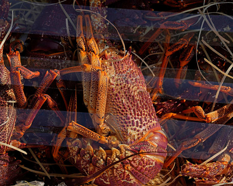 Hong Kong customs seize smuggled lobsters amid Australia ban