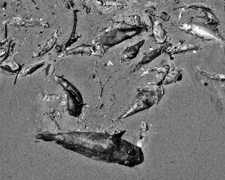 The science behind the fish deaths