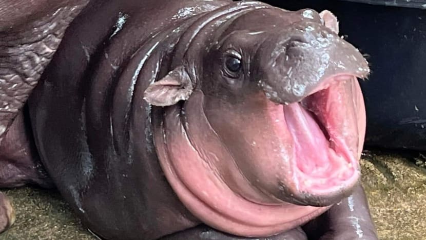 Kenapa sih, Moo Deng si kuda nil bocil viral di media sosial? 