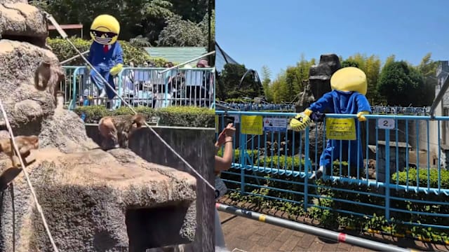 擅闯日本网红猴园区被捕 两名美国男子否认指控
