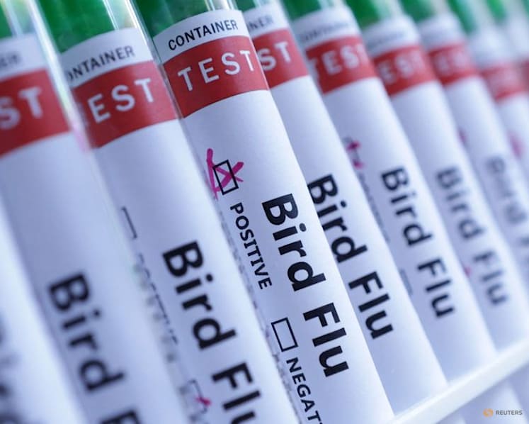 Australia detects first case of contagious H5 bird flu