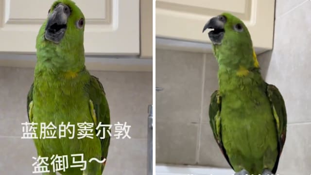 会转音还会接唱 鹦鹉翻唱《爱错》爆红