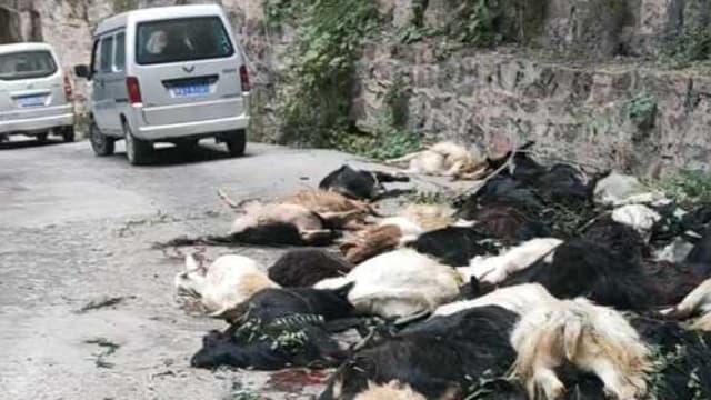 离奇！中国河南百只山羊跳崖坠亡
