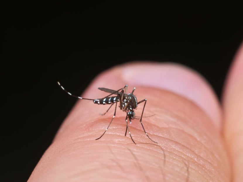 File photo of an Aedes mosquito. File photo of an Aedes mosquito.