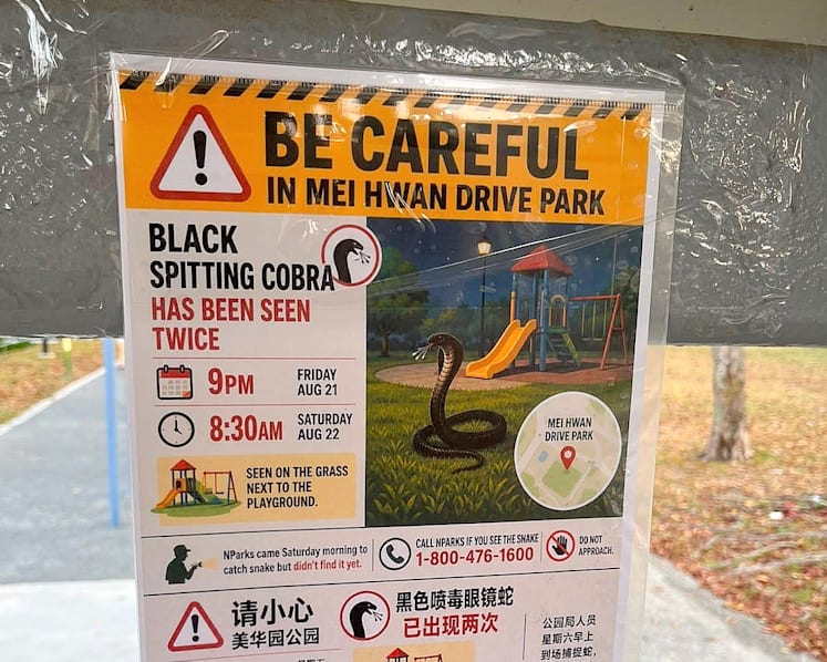 Black spitting cobra seen near Serangoon Gardens remains elusive after NParks' searches
