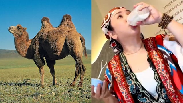 从沙漠到生活日常　刘小佳的这杯“奶中黄金”不简单！