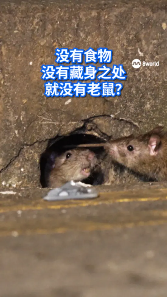 老鼠到底喜欢躲在哪里？为什么有些地方特别容易出现鼠患？一起看看国家环境局如何追踪老鼠，并从源头预防鼠患。