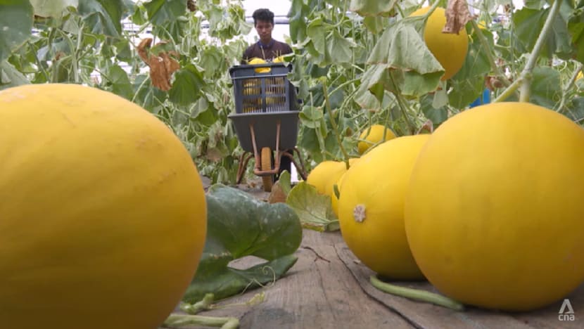Development of hybrid prized melons in Malaysia inspires new generation of young farmers