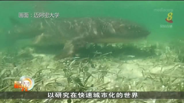 迈阿密大学研究：鲨鱼一改常态 更接近城市海滩
