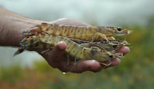Thailand mungkin bangkit kepada WTO, ASEAN isu Malaysia gantung import udang 