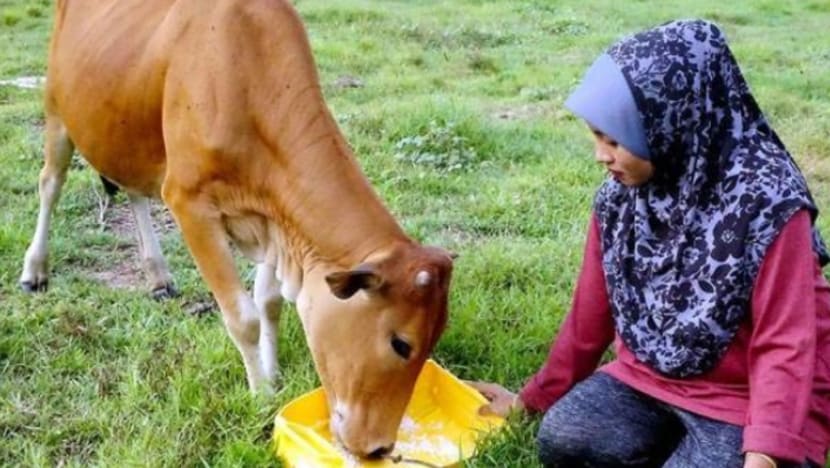 Lembu betina ini makan seperiuk nasi setiap hari Lembu betina ini makan seperiuk nasi setiap hari