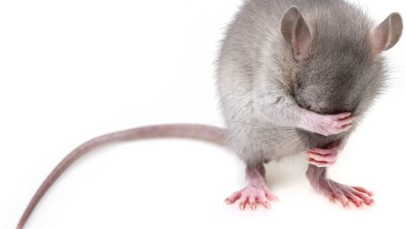 Daging tikus kering dirampas di lapangan terbang Pulau Pinang Daging tikus kering dirampas di lapangan terbang Pulau Pinang