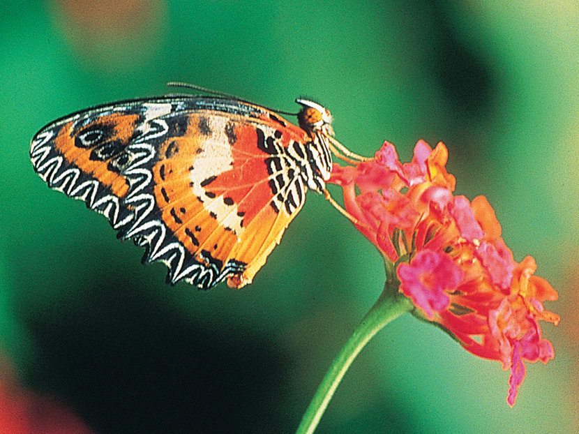 Escape to Sentosa Part 2: For the heritage hipster