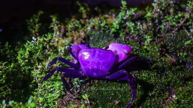 泰国发现稀有变种螃蟹 外壳呈亮紫色宛如外星生物