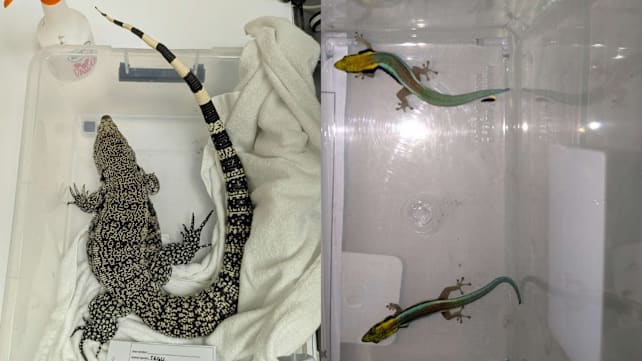 16 wildlife specimens, including endangered species, seized in NParks raids