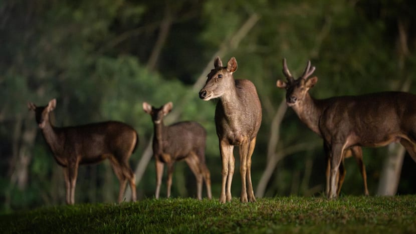 Singapore's wild sambar deer population leaps from 15 to 120 in five years