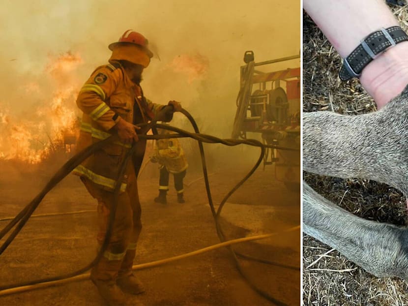 How To Help Australia’s Bushfire Victims From Singapore — Hang Out At Keong Saik, Adopt A Koala & More