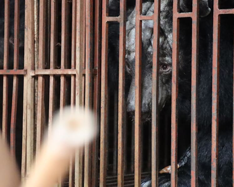 'Really brutal': Bears rescued from Vietnam bile farm as operators continue to evade authorities