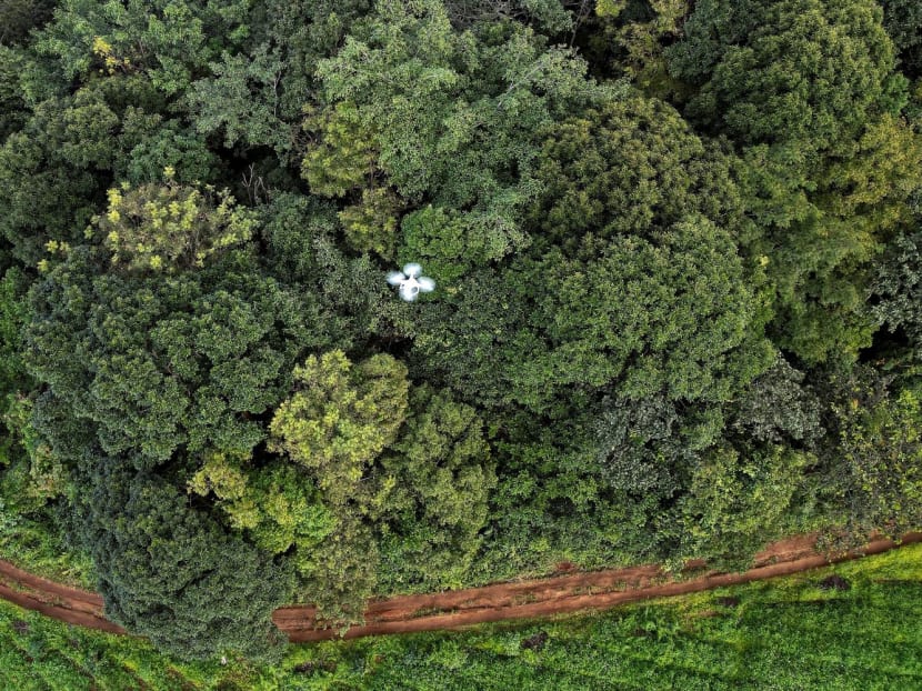 This aerial photograph taken on Nov 22, 2023 shows a drone doing a forest restoration survey over a reforested area in Chiang Mai. 