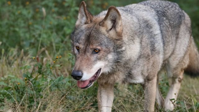 日本东京多摩动物园发生狼只脱逃事件