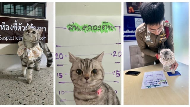 顽劣猫咪多次“袭警” 泰国警方将它逮捕拍下“嫌犯照”