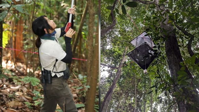本地森林藏“昆虫王国”！调查发现14万个DNA序列 大部分或属新物种