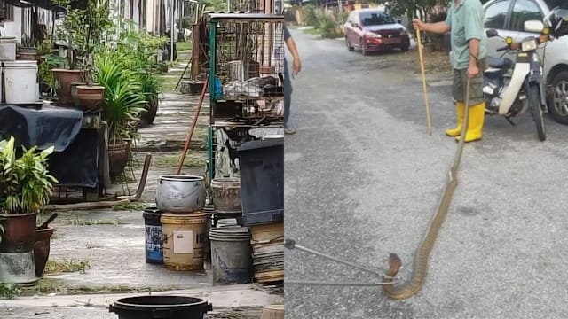 眼镜王蛇匿藏住宅区后巷  马国霹雳民众平安夜提心吊胆