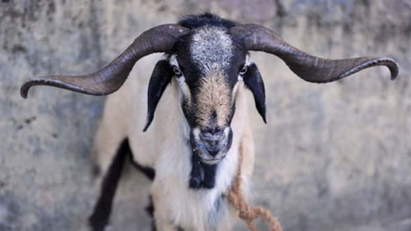 Kambing bertanduk empat; kejutan bagi penternak