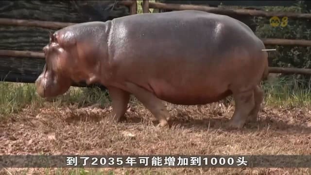 哥伦比亚拨款捕杀河马 引发生态与动物福利争议