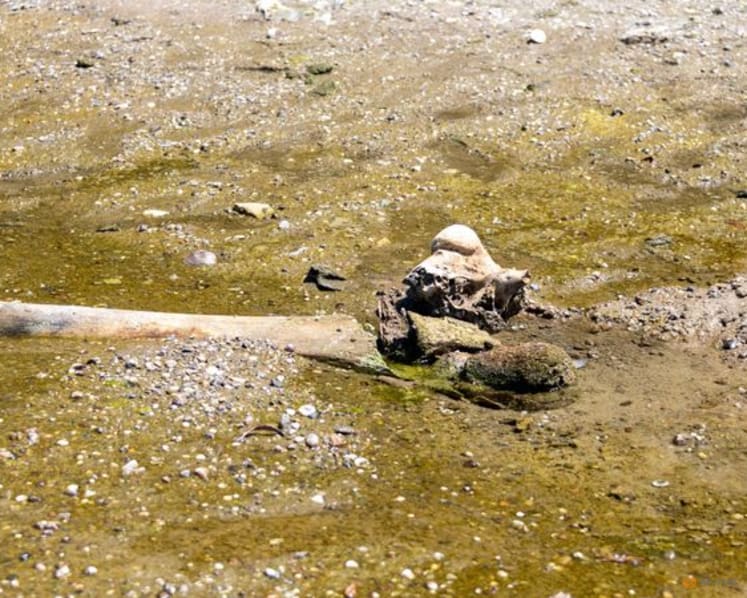 Mammoth remains revealed in Bulgaria after Danube water levels hit record low