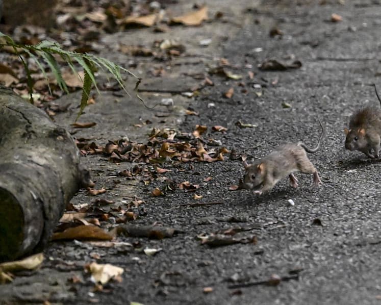 NEA to tighten enforcement to reduce risk of rat infestations after spike in lapses in 2024