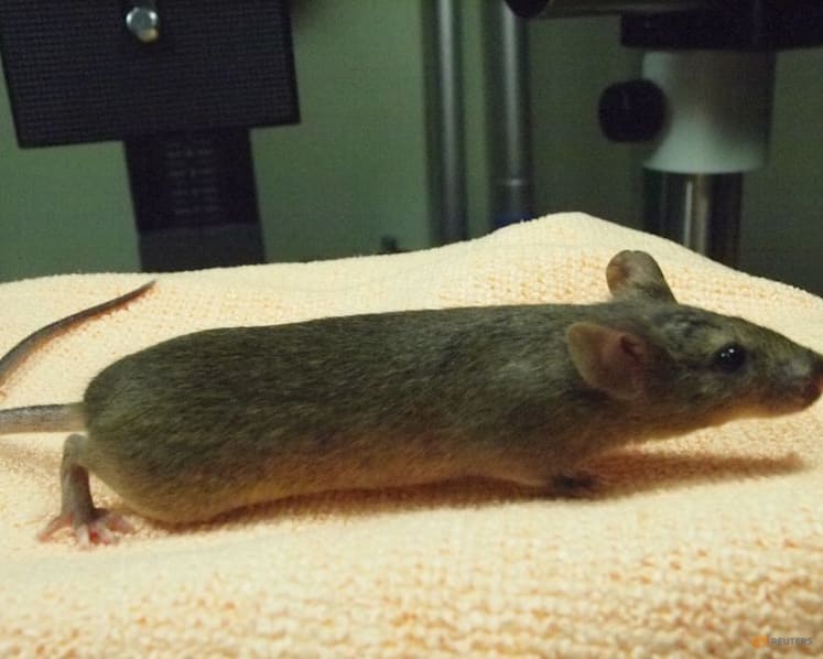 Mouse study shows repeated cloning causes grave genetic mutations