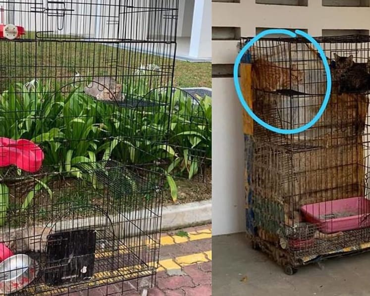 Woman fined for abandoning 16 cats in Punggol, banned from owning pets for a year