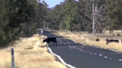 Related article image