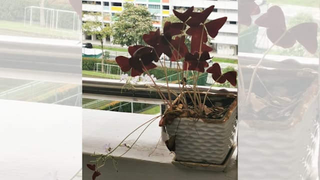 从紫叶酢浆草说起