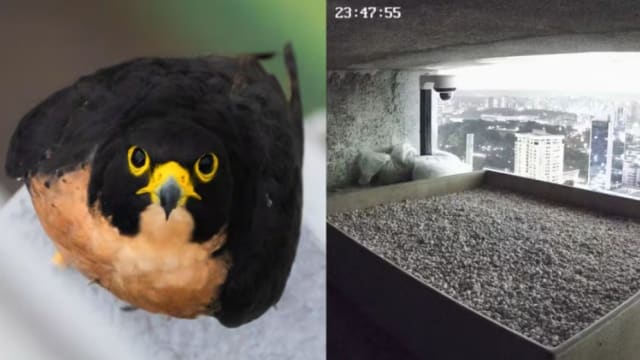 世界飞行最快鸟类 本地首现游隼筑巢下蛋 